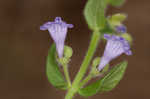 Small skullcap